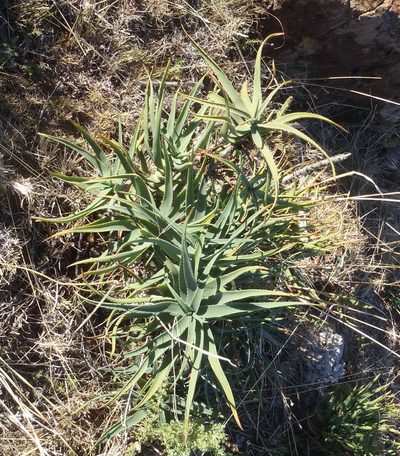 Aloiampelos striatula, photographed by Nicola van Berkel