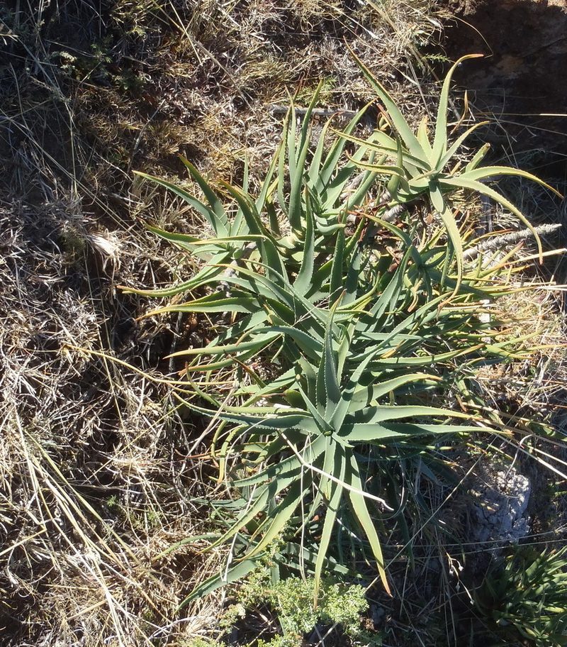 Aloiampelos striatula, photographed by Nicola van Berkel