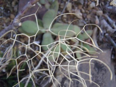 Schizobasis intricata, photographed by Nicola van Berkel