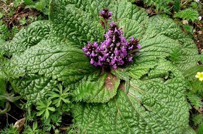 Phlomoides rotata, photographed by desertnaturalist
