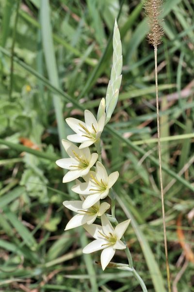 Hesperantha lactea, photographed by Dr. Alexey Yakovlev