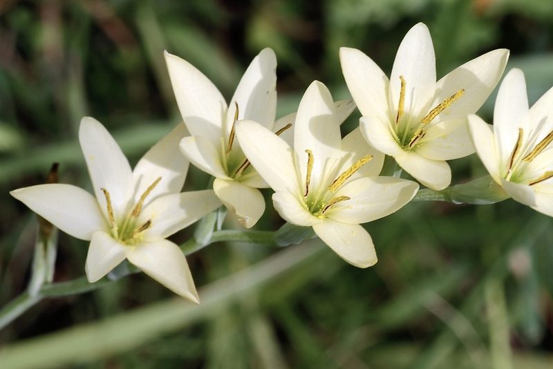 Hesperantha lactea, photographed by Dr. Alexey Yakovlev