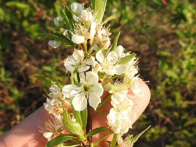 Prunus rivularis, photographed by Sam Kieschnick