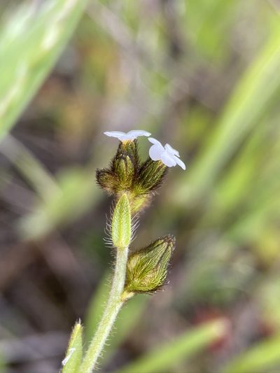 Plagiobothrys fulvus, photographed by Matt Berger