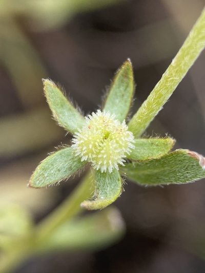 Plagiobothrys greenei, photographed by Matt Berger