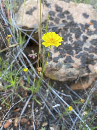 Coreopsis stillmanii, photographed by Matt Berger