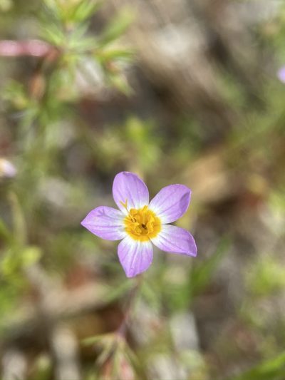 Leptosiphon filipes, photographed by Matt Berger