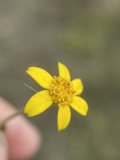 Pseudobahia bahiifolia, photographed by Matt Berger