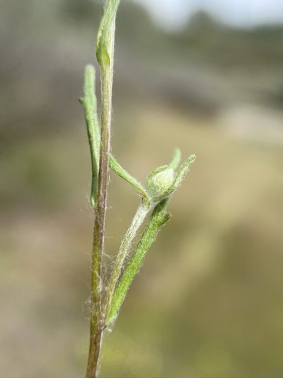 Pseudobahia bahiifolia, photographed by Matt Berger