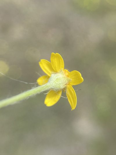 Pseudobahia bahiifolia, photographed by Matt Berger