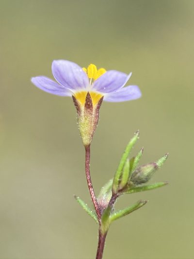 Leptosiphon filipes, photographed by Matt Berger