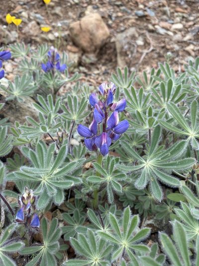 Lupinus spectabilis, photographed by Matt Berger