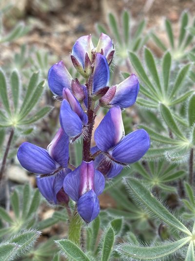 Lupinus spectabilis, photographed by Matt Berger