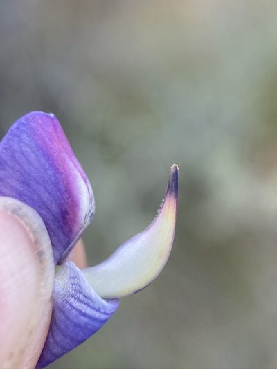 Lupinus spectabilis, photographed by Matt Berger