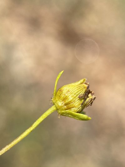 Coreopsis stillmanii, photographed by Matt Berger