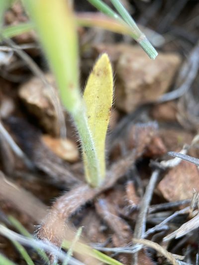Plagiobothrys fulvus, photographed by Matt Berger