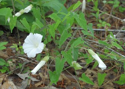 Calystegia catesbeiana, photographed by Rob John