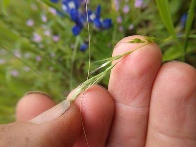Sphenopholis interrupta, photographed by Cleveland Powell