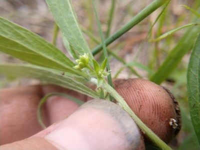 Ditaxis humilis, photographed by Cleveland Powell