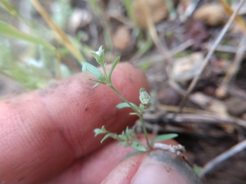 Houstonia parviflora, photographed by Cleveland Powell