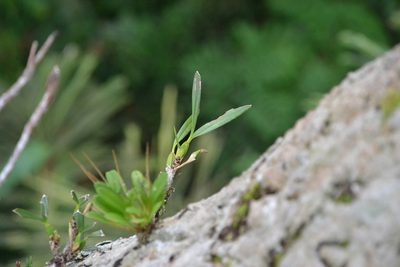 Maxillaria friedrichsthalii, photographed by Letizia Weichgrebe