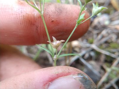 Houstonia parviflora, photographed by Cleveland Powell