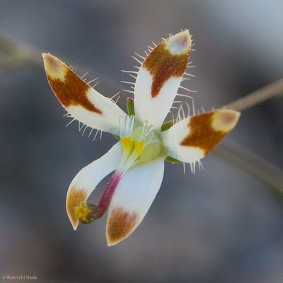 Nemacladus rubescens, photographed by Ken-ichi Ueda