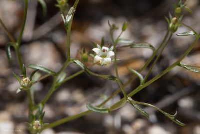 Nemacladus glanduliferus, photographed by Ken-ichi Ueda