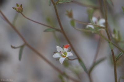 Nemacladus glanduliferus, photographed by Ken-ichi Ueda