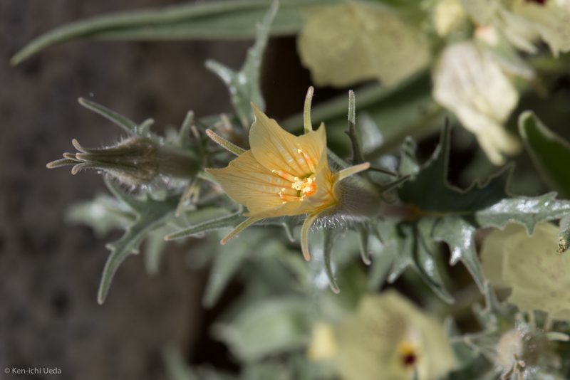 Mentzelia hirsutissima, photographed by Ken-ichi Ueda
