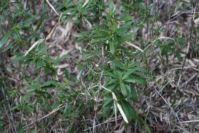 Daphne pseudomezereum, photographed by harum.koh