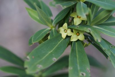 Daphne pseudomezereum, photographed by harum.koh