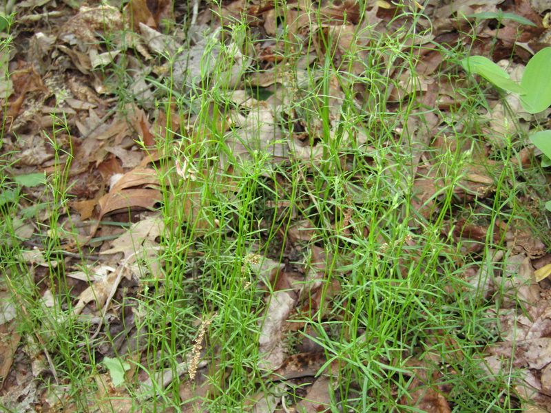 Galium obtusum, photographed by jfox16