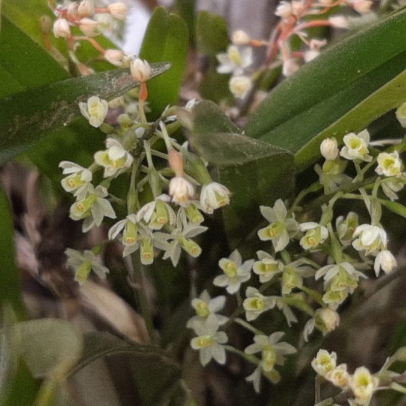 Scaphyglottis micrantha, photographed by Arthur de Jesús Chavarría Pérez