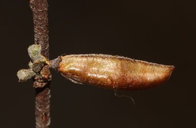 Indigofera obcordata, photographed by Brian du Preez