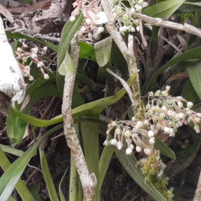 Scaphyglottis micrantha, photographed by Arthur de Jesús Chavarría Pérez