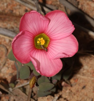 Oxalis convexula, photographed by Brian du Preez