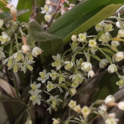 Scaphyglottis micrantha, photographed by Arthur de Jesús Chavarría Pérez