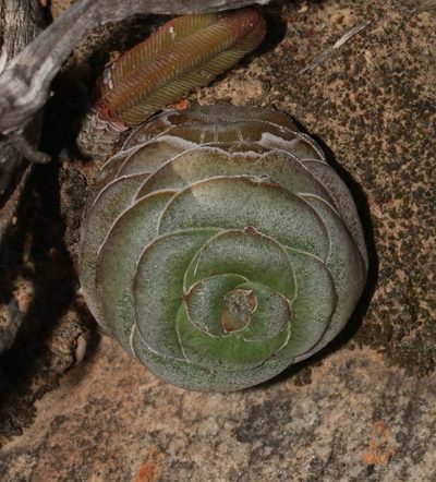 Crassula hemisphaerica, photographed by Brian du Preez