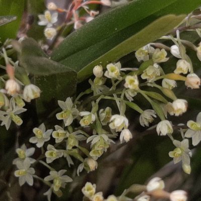 Scaphyglottis micrantha, photographed by Arthur de Jesús Chavarría Pérez