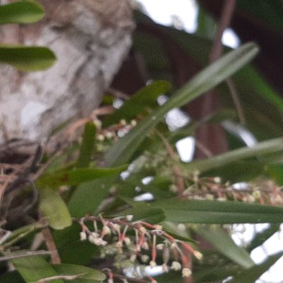 Scaphyglottis micrantha, photographed by Arthur de Jesús Chavarría Pérez
