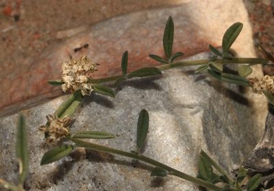 Limeum aethiopicum, photographed by Brian du Preez