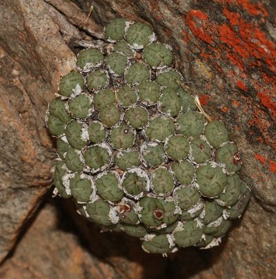 Conophytum minimum, photographed by Brian du Preez