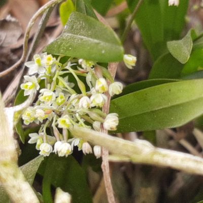Scaphyglottis micrantha, photographed by Arthur de Jesús Chavarría Pérez