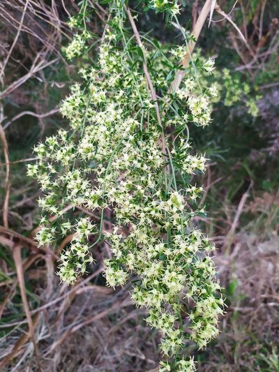 Baccharis linearifolia, photographed by Rafael Tosi