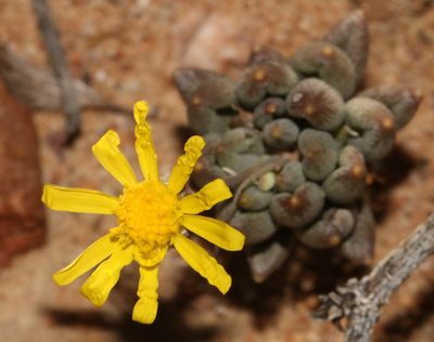 Crassothonna capensis, photographed by Brian du Preez