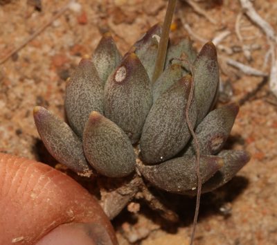 Crassothonna capensis, photographed by Brian du Preez