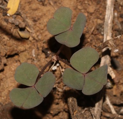 Oxalis pocockiae, photographed by Brian du Preez