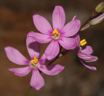 Ixia confusa, photographed by Brian du Preez