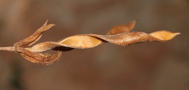 Argyrolobium pachyphyllum, photographed by Brian du Preez